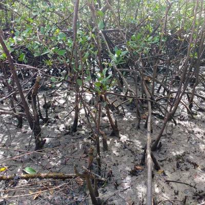 Fotos Matarandiba 56